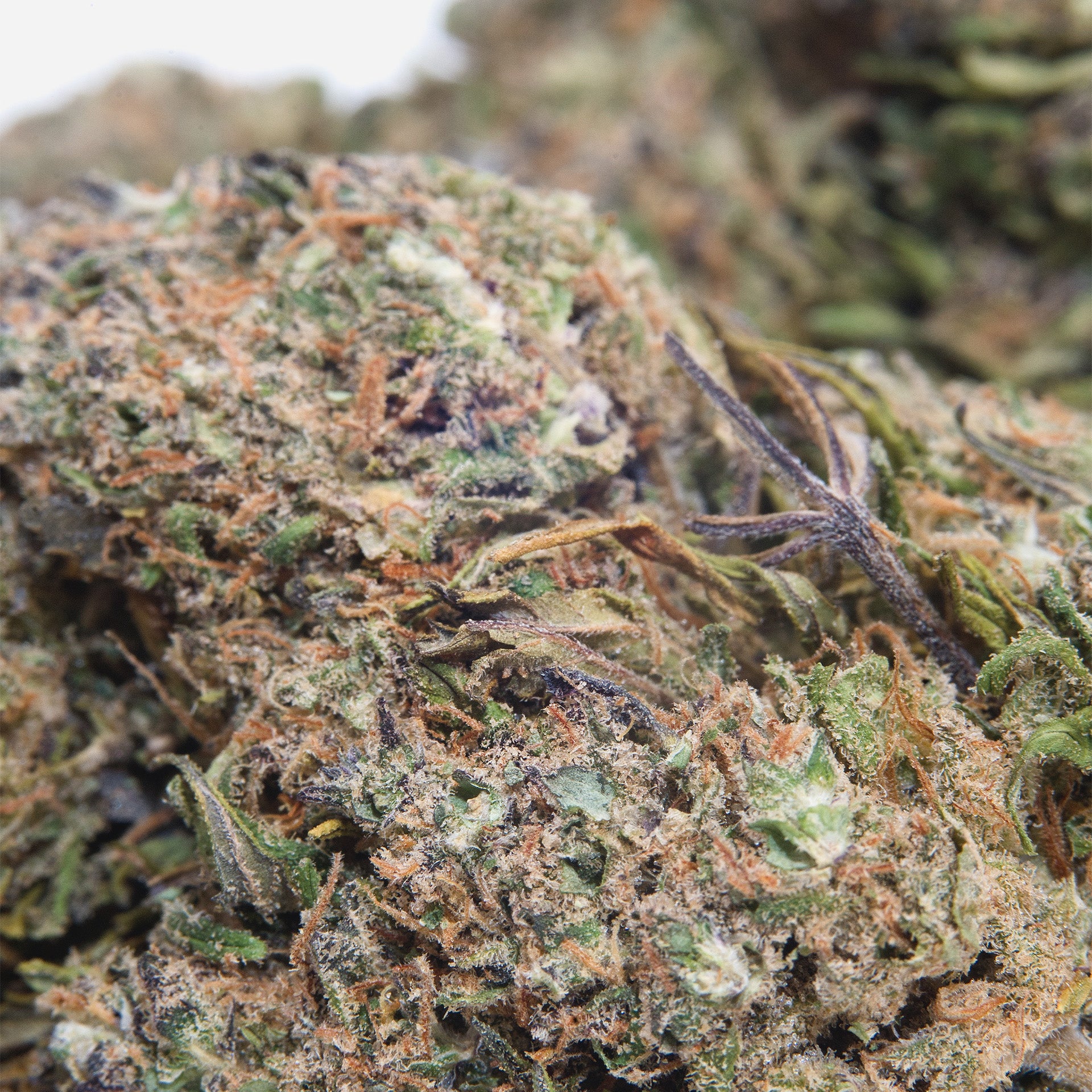 GS Cookies Purple CBD (Indoor)