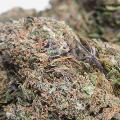 GS Cookies Purple CBD (Indoor)